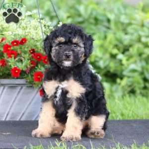 Lacy, Miniature Poodle Puppy