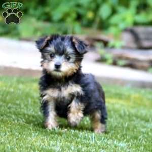 Lacy, Yorkie Puppy