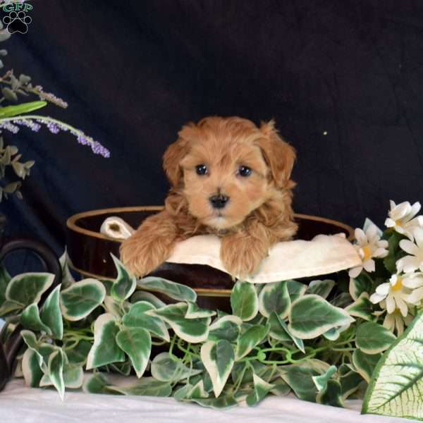 Lady, Maltipoo Puppy