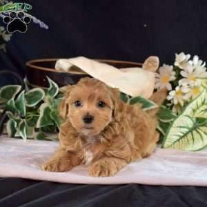 Lady, Maltipoo Puppy