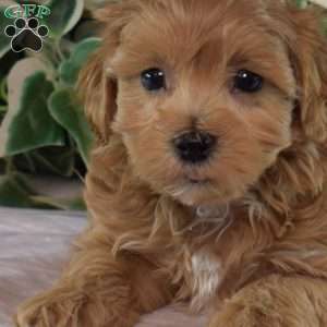 Lady, Maltipoo Puppy