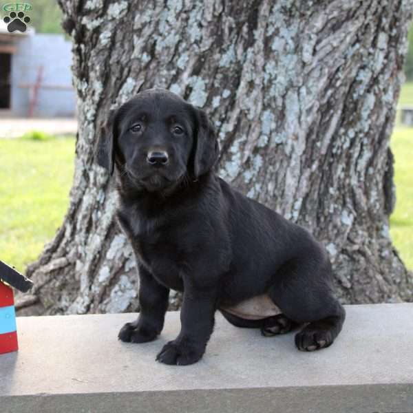 Lady, Black Labrador Retriever Puppy