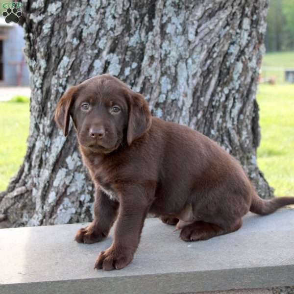 Lance, Chocolate Labrador Retriever Puppy