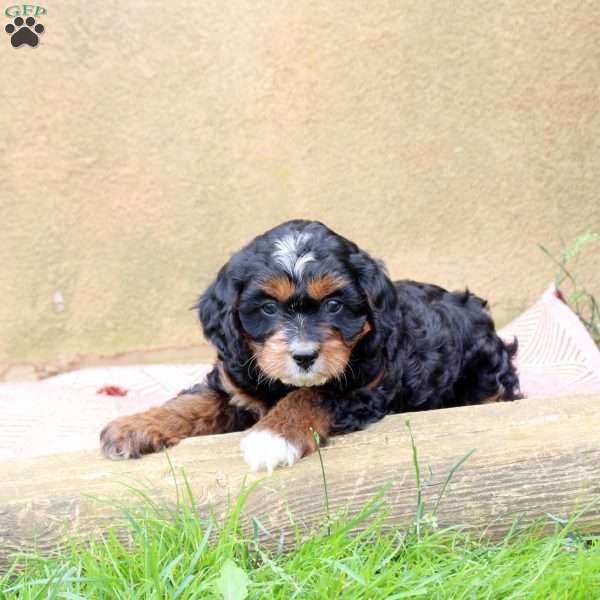 Landon, Cavapoo Puppy