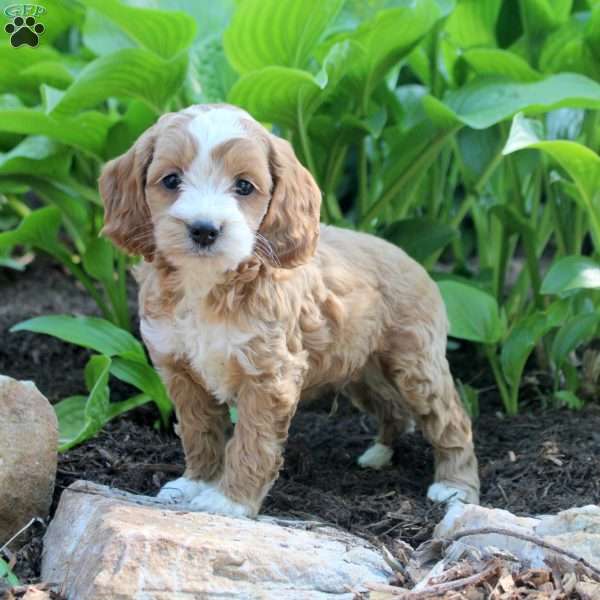 Landon, Cockapoo Puppy