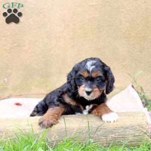 Landon, Cavapoo Puppy