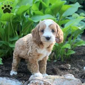 Landon, Cockapoo Puppy