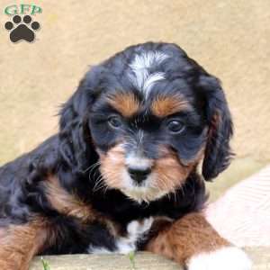 Landon, Cavapoo Puppy