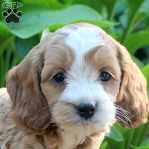 Landon, Cockapoo Puppy