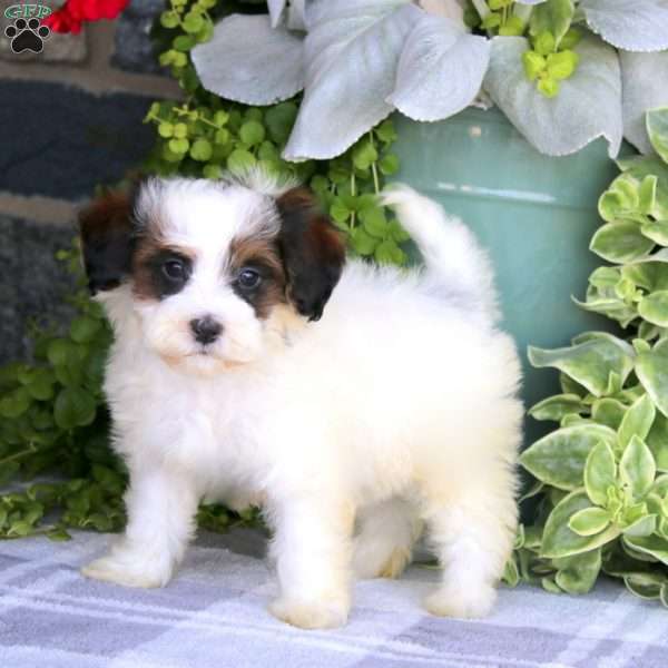 Landon, Havapoo Puppy