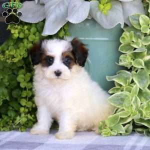 Landon, Havapoo Puppy