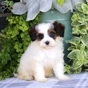 Landon, Havapoo Puppy