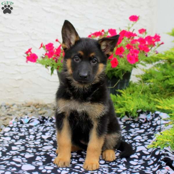 Larkin, German Shepherd Puppy