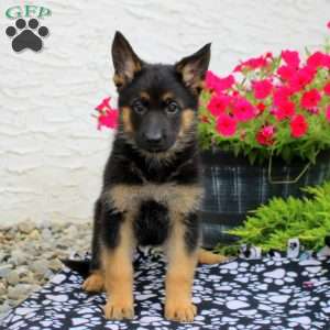 Larkin, German Shepherd Puppy