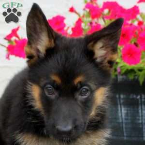 Larkin, German Shepherd Puppy