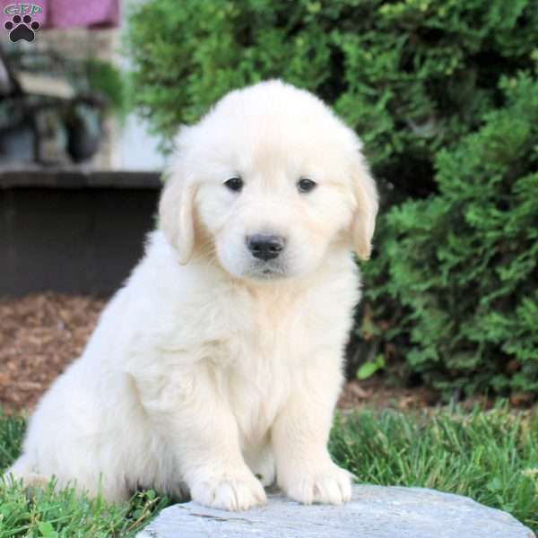Larry, English Cream Golden Retriever Puppy