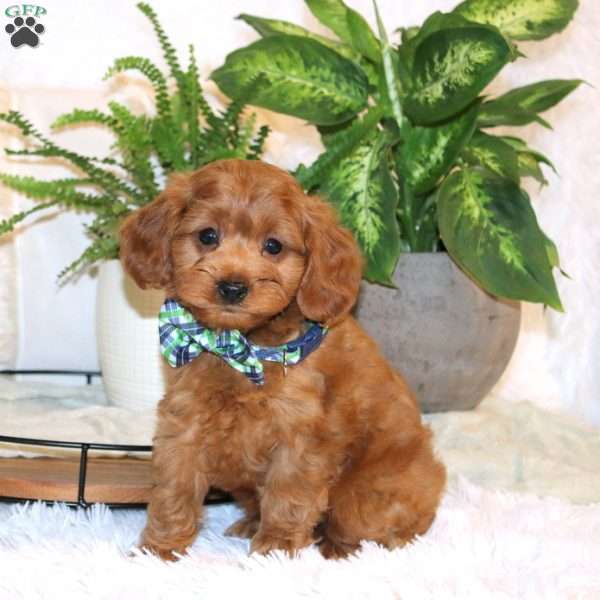 Larry, Cavapoo Puppy