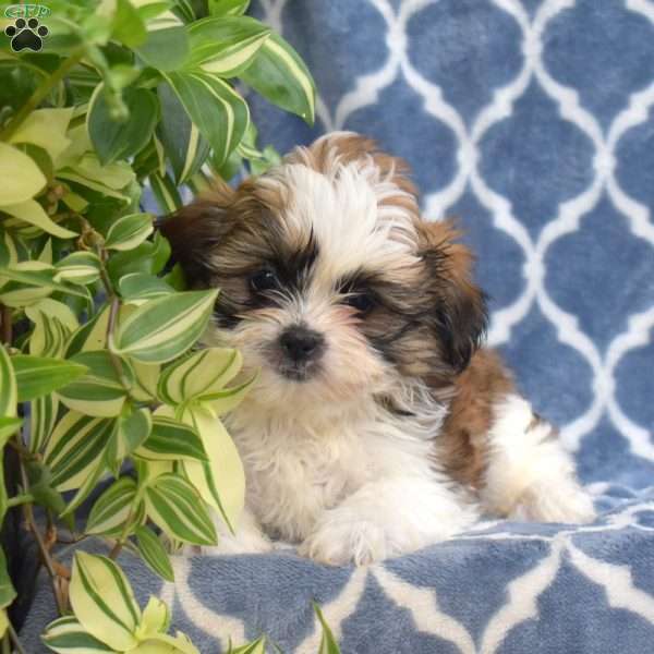 Lassie, Shih Tzu Puppy