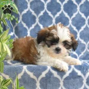Lassie, Shih Tzu Puppy