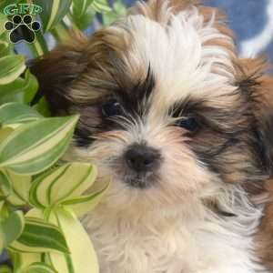 Lassie, Shih Tzu Puppy