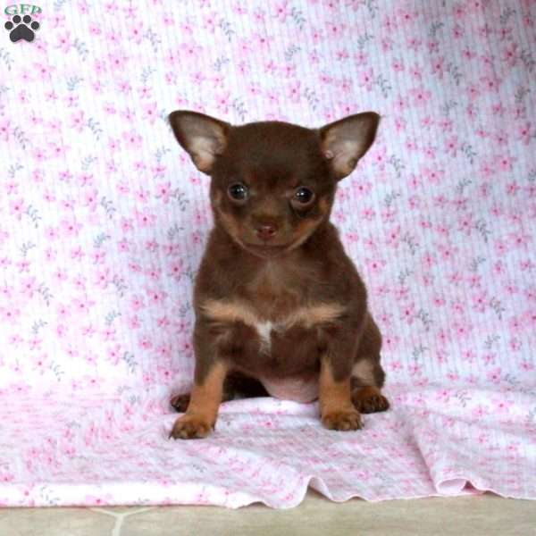 Laughing Lilly, Chihuahua Puppy