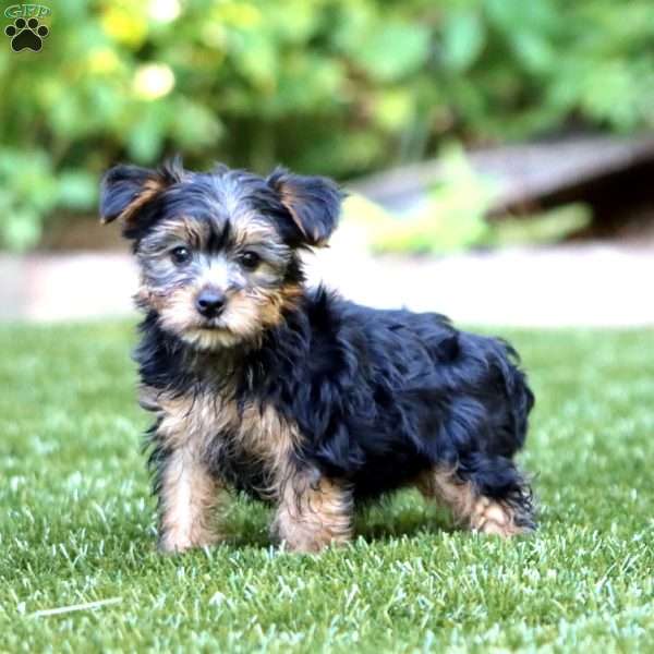 Laura, Yorkie Puppy
