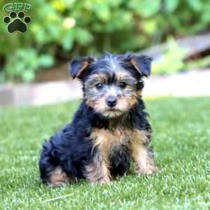 Laura, Yorkie Puppy