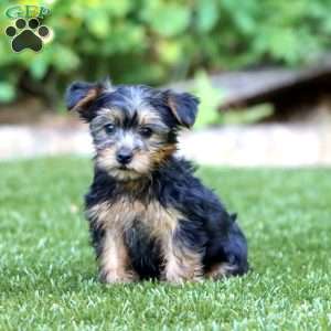 Laura, Yorkie Puppy