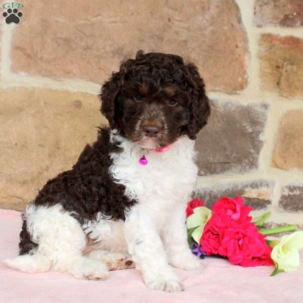 Laurel, Springerdoodle Puppy