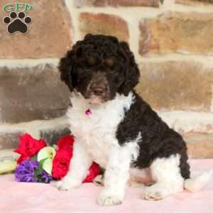 Laurel, Springerdoodle Puppy