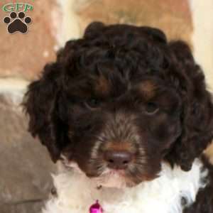 Laurel, Springerdoodle Puppy