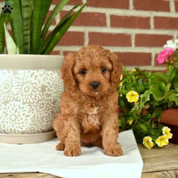 Layla, Cavapoo Puppy