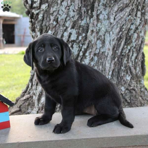 Layla, Black Labrador Retriever Puppy