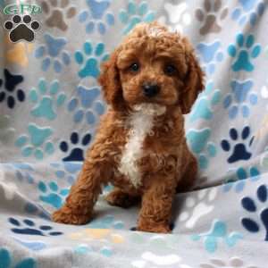 Lemon, Cockapoo Puppy