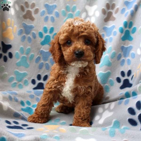 Lemon, Cockapoo Puppy