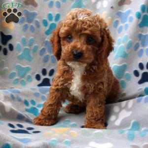 Lemon, Cockapoo Puppy