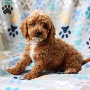 Lemon, Cockapoo Puppy