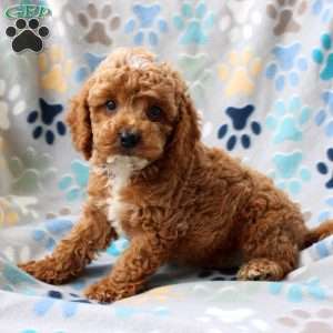 Lemon, Cockapoo Puppy