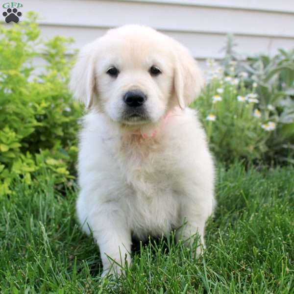 Lena, English Cream Golden Retriever Puppy