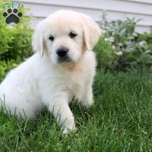 Lena, English Cream Golden Retriever Puppy