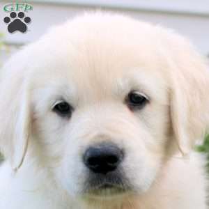 Lena, English Cream Golden Retriever Puppy