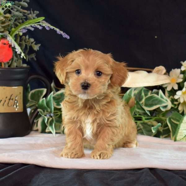 Lenny, Maltipoo Puppy