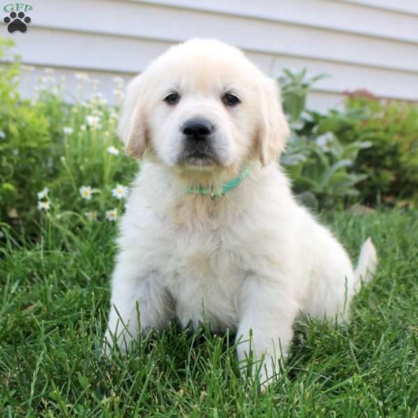 Lenny, English Cream Golden Retriever Puppy