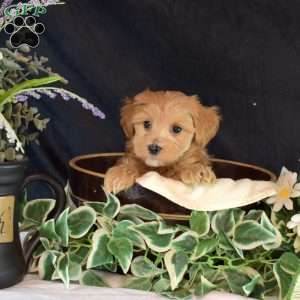 Lenny, Maltipoo Puppy