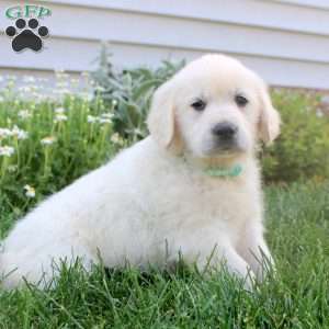 Lenny, English Cream Golden Retriever Puppy