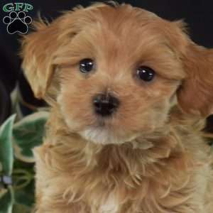 Lenny, Maltipoo Puppy