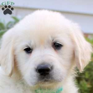 Lenny, English Cream Golden Retriever Puppy