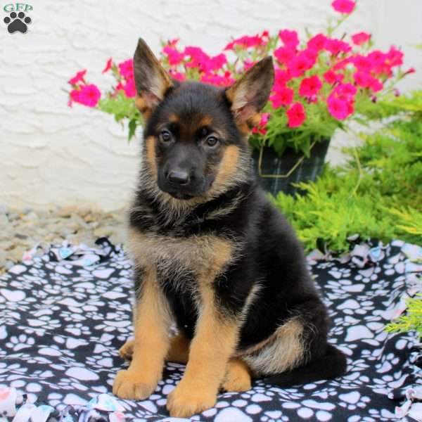 Lenore, German Shepherd Puppy