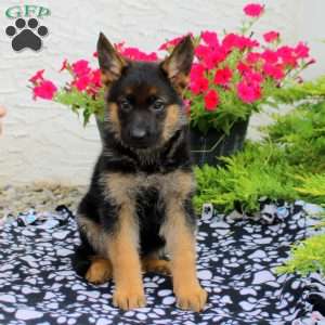 Lenore, German Shepherd Puppy