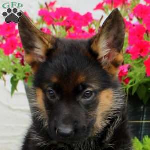 Lenore, German Shepherd Puppy